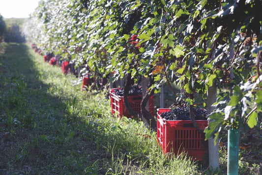 Zoom sur le domaine Pelissero