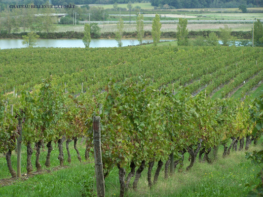 Zoom sur le Château Bellevue la forêt