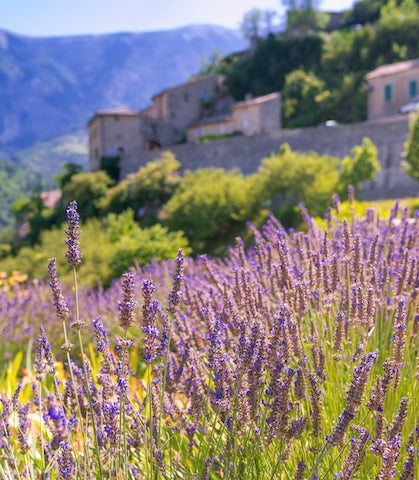Carnet de voyage / Le vaucluse