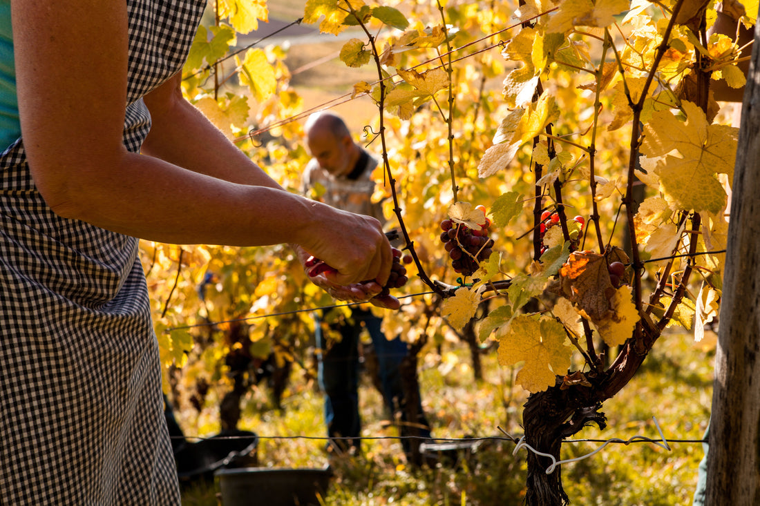 Vendanges : dates, méthodes, traditions… le guide complet