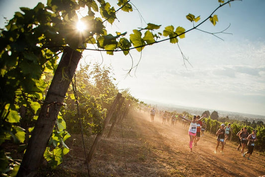 Top 7 des courses dans les vignes et marathons du vin