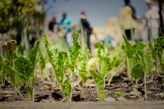 Les clés pour créer son potager