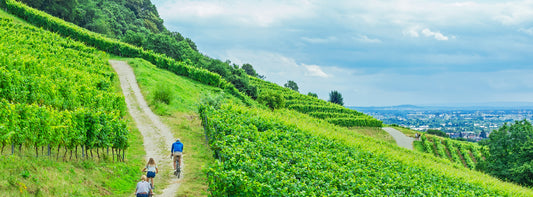 5 tips pour organiser un road trip viticole