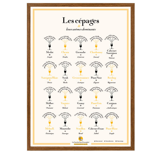 Affiche Les Cépages et leurs arômes dominants 50 x 70cm