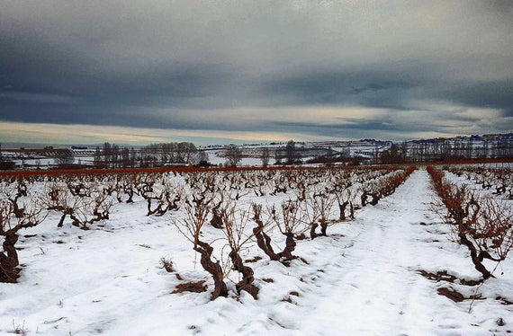 Bodegas Proelio