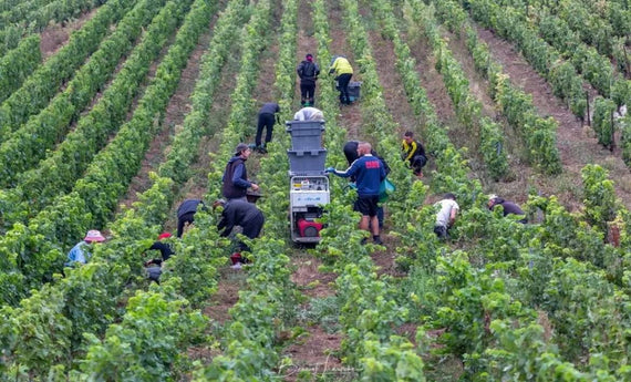 Champagne Mangin & fils