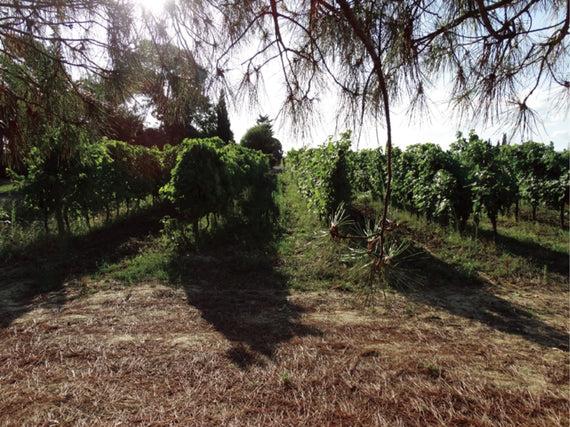 Domaine de la Sapinière