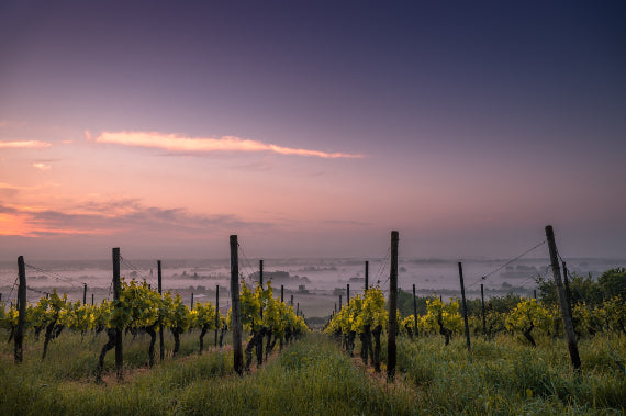 Domaine des Roseraies