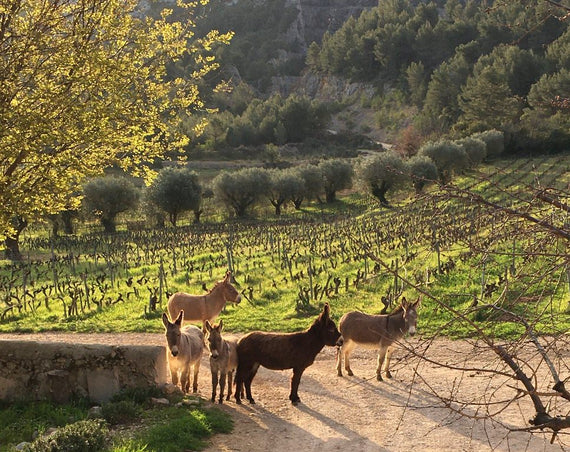 Domaine du Puy de Lôme