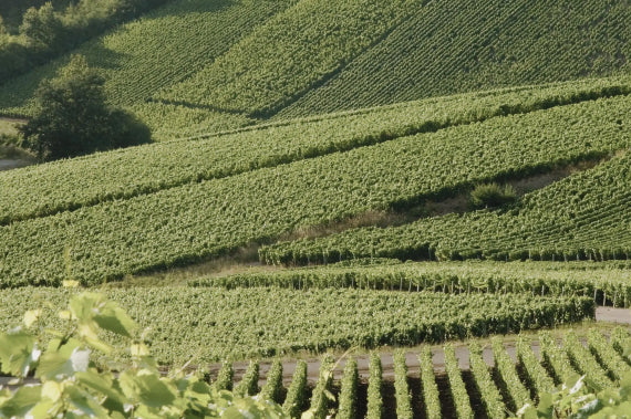 Marquis de Pomereuil